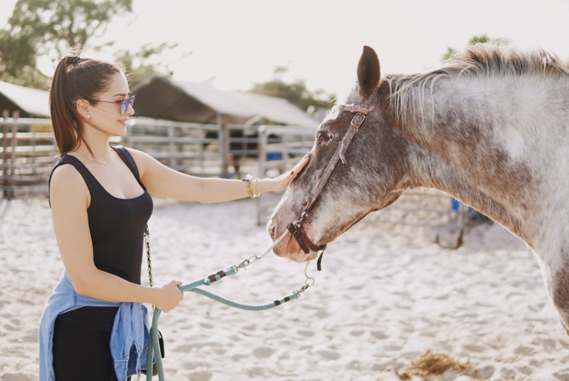 My favourite animal was the horse...