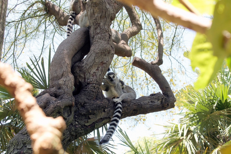 Example of present perfect continuous: Some monkeys are climbing a tree. Have they been looking for a banana?